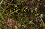 Greenland stitchwort